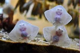 Baby Stingrays Look Like Raviolis Stuffed With Tiny Damned Souls Baby Stingray Baby Animals Cute Animals