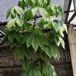 Image result for Ricinodendron heudelotii