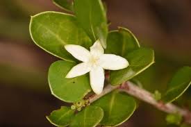 Image result for Vangueria randii