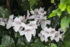 Image result for Mackaya