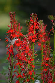 Seeds Lobelia Cardinalis Cardinal Flower Cardinal Flower Flowers Perennials Native Plants