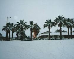 Image of Palm trees covered in snow in Texas
