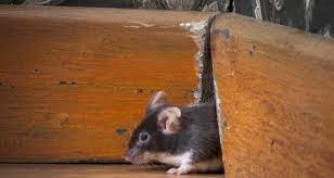Also, you can use traps to catch the mice. Rodent Season If You Can Poke A Biro Through A Hole A Mouse Can Get In