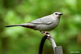 gray-headed catbird | My beautiful world