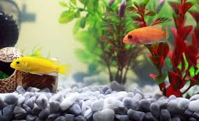 Are you looking for a saltwater fish stores near you? Creative Ratemyfishtank Com