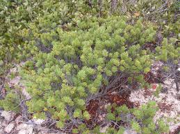 Image result for Surianaceae