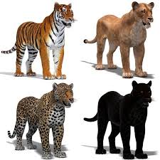 Persian Leopard 3d Model Dikie Zhivotnye Zhivotnye Leopard