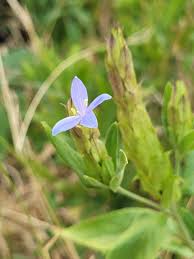 Image result for Megalochlamys revoluta