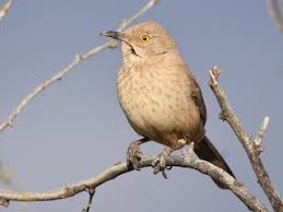 Image result for Trachyandra burkei