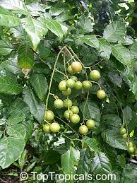 Image result for Clausena