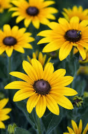 Maybe you would like to learn more about one of these? 50 Flowers With Surprising Meanings Meanings Of Flowers