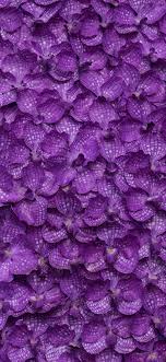 Find the best pictures of purple flowers of different kinds and download them for free. Phalaenopsis Many Purple Flowers Background 1125x2436 Iphone 11 Pro Xs X Wallpaper Background Picture Image