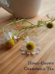 How To Grow Your Own Chamomile Tea Chamomile Tea Camomile Tea Herbalism