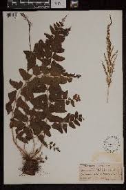 Image result for Anemia angolensis