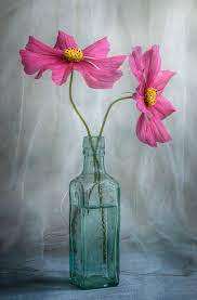 Pink Cosmos Flower Painting Flower Art Floral Art