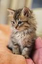 Meet the Fluffy Cat Breeds | Petfinder