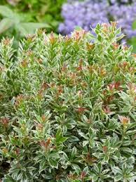 In fact i think it was the only plant in the whole garden with flowers! Pieris Japonica White Rim Media Database