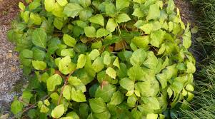 Image result for Cissus alata