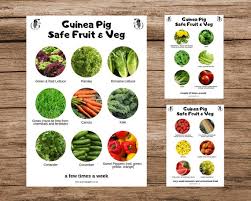 Guinea Pig Safe Fruit And Veg List Printable Pdf Feeding Chart Best Veggies Fruit For Daily Diet