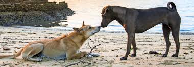 Danach gehe ich täglich in den park, wo wir mit meinem hund spielen. Lockerer Umgang Mit Laufiger Hundin Tierwelt
