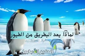Original penguin clothes from a full lifestyle brand that includes men's polo shirts, wovens, bottoms. Ù„Ù…Ø§Ø°Ø§ ÙŠØ¹Ø¯ Ø§Ù„Ø¨Ø·Ø±ÙŠÙ‚ Ù…Ù† Ø§Ù„Ø·ÙŠÙˆØ± Ø¥Ø¬Ø§Ø¨Ø© ÙˆØ§Ø¶Ø­Ø© ÙˆÙ…Ø®ØªØµØ±Ø© Ø§Ù„Ø·ÙŠØ± Ø§Ù„Ø£Ø¨Ø§Ø¨ÙŠÙ„