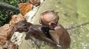 The video showed the infant monkey rejecting bath time as the mother struggled to get it to do so. Baby Monkey Bath Time At Wfft Youtube