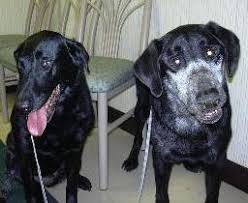 Unexplained lumps and bumps several forms of cancer can cause lumps or bumps on your dog's body, including a mammary gland tumor. Nasal Tumor Animal Cancer And Imaging Center