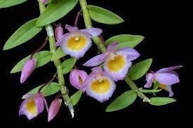 Dendrobium Orchids Orchid Kingdom