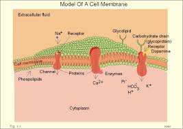 Simple diffusion is carried out by the actions of hydrogen bonds forming between water molecules and solutes. New Human Physiology Ch1