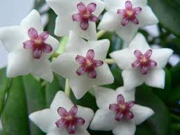 They are usually used as hanging plants or can be placed on objects like windowsills, desks, buffets, tables, etc. Hoya Plant Wikipedia