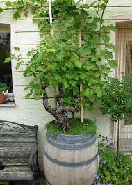 Luxury Wine Rack Wineofthemonthclub Key 4166145905 Wineindustry Weinfass Garten Kubelpflanzen Weinrebe