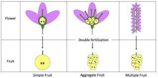 Ovary Botany Wikiwand