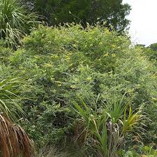 Image result for Sophora tomentosa