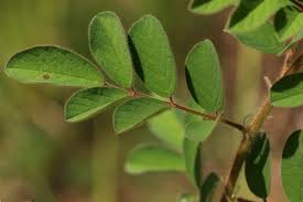 Image result for Indigofera astragalina