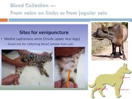 Procedures, blood collection sites in mice and rats, fluid replacement, nutritional supplementation, training. Diagnosing Disease In Livestock And Poultry Enterprises Ppt Download
