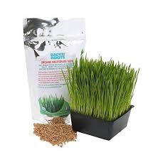Alibaba.com offers 1,120 cat grass kit products. Usda Organic 2lb Cat Grass Wheatgrass Seeds By Back To The Roots Non Gmo Organic Indoor Growing Kit Of Cat Grass Seeds For Natural Hairball Remedy For Cats Buy Products Online