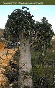 Socotra Cucumber Tree Unique Trees Tree Bonsai Tree