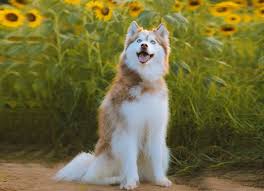 11 Most Expensive Dogs in Pakistan - HubPages