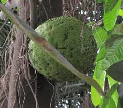 Image result for Xylotheca tettensis