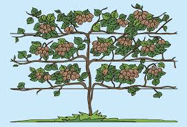 Sie werden nicht nur mit. Pflanzanleitung Kiwi Pflanzen Gartencenter Zulauf Pflanzen Kaufen