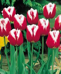 Tulip Leen Van Der Mark Triumph Tulips Tulips Flower Bulb Index Bulb Flowers Spring Garden Flowers Tulips Flowers