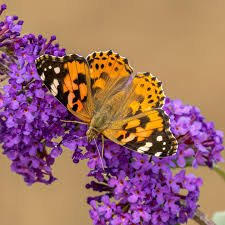 Image result for Hypselodelphys