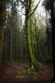 The forestry department will set up and activate a forest protection programme with adequate this provision will also apply to any commercial operation of recreational forests and national parks. Do Trees Talk To Each Other Science Smithsonian Magazine