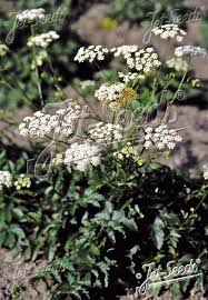 Image result for Pimpinella