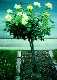 Check spelling or type a new query. Roses In Oklahoma Oklahoma State University