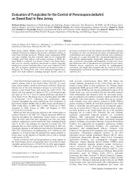 Communion out in left field on juicy j's tbol team. Pdf Evaluation Of Fungicides For The Control Of Peronospora Belbahrii On Sweet Basil In New Jersey