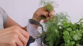 How do you cut dill without killing the plant?