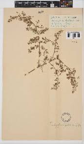 Image result for Indigofera rhytidocarpa