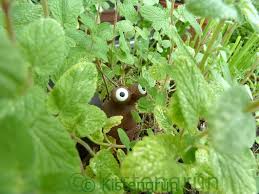 Populäre balkon garten topf produkte: Die Pflanzen Im Balkon Garten 2019 Kistengrun