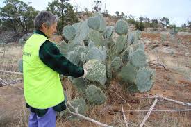 There are a variety of bugs that can infest a cactus plant, including mites, beetles, gnats, and check that any product you use is safe for use on cacti. Archives Tarrangower Cactus Control Group Inc